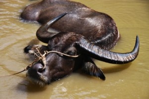 Buffalo in Mekong