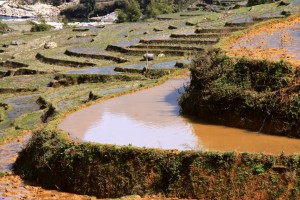 Rice terraces in Sapa